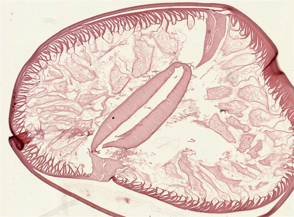 PRESERVED_SPECIMEN; ; ; microslide; ; IZ number 93218; lot count 1; Microslide 01, balsam, serial section; photo