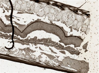 PRESERVED_SPECIMEN; ; ; microslide; ; IZ number 93225; lot count 1; Microslide 01, balsam, serial section;