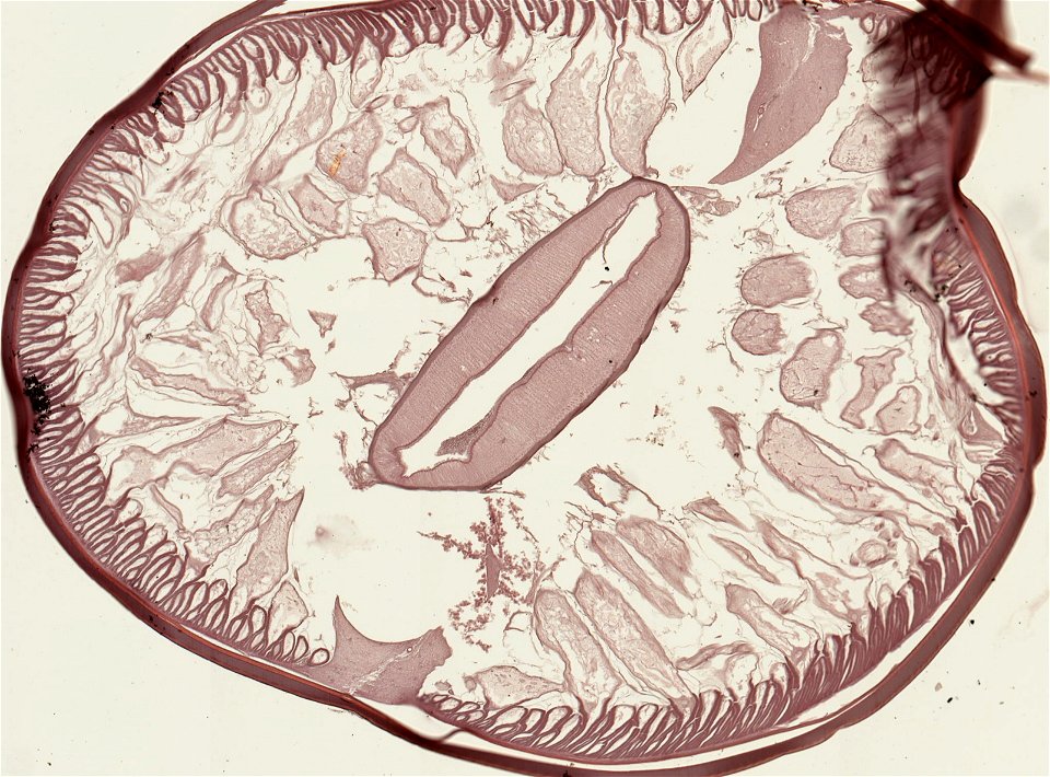 PRESERVED_SPECIMEN; ; ; microslide; ; IZ number 93230; lot count 1; Microslide 01, balsam, serial section; photo