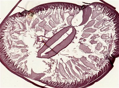 PRESERVED_SPECIMEN; ; ; microslide; ; IZ number 93233; lot count 1; Microslide 01, balsam, serial section;