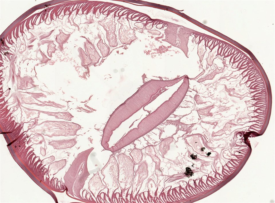 PRESERVED_SPECIMEN; ; ; microslide; ; IZ number 93237; lot count 1; Microslide 01, balsam, serial section; photo