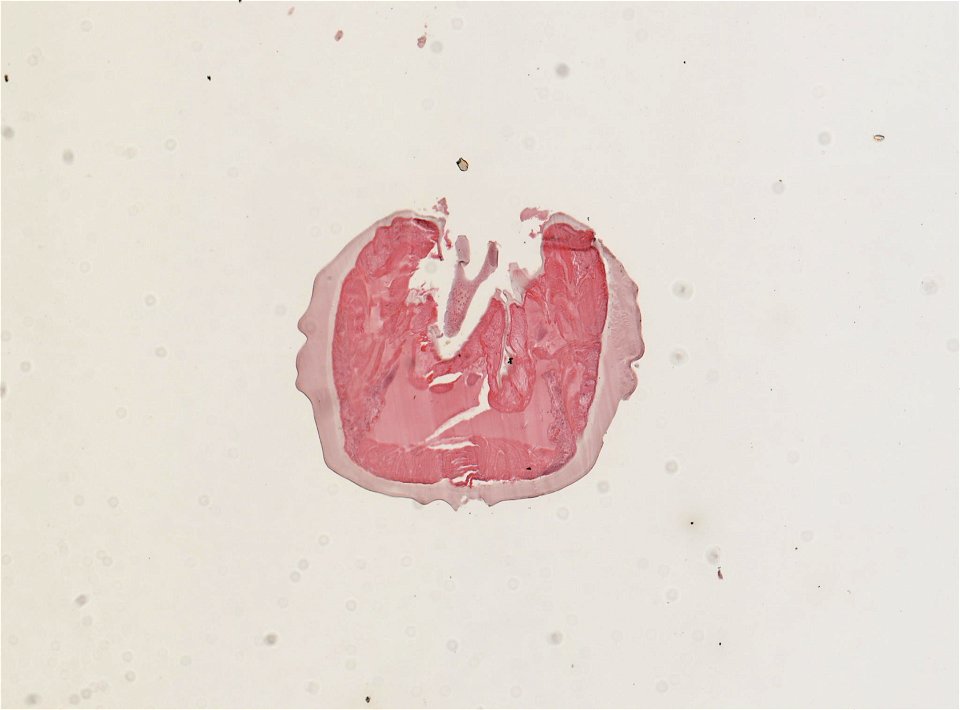 PRESERVED_SPECIMEN; MALE; ; microslide; ; IZ number 95320; lot count 1; Microslide 01, balsam, spicula; Microslide 01, balsam, serial section; male; other number N-21:III-8;
