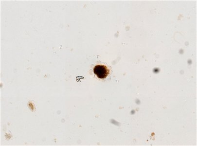 PRESERVED_SPECIMEN; ; LARVA; microslide; ; IZ number 95138; lot count 1; Microslide 01, glycerin, whole mount; larva; other number N-12:III-1; other number P6.12; photo