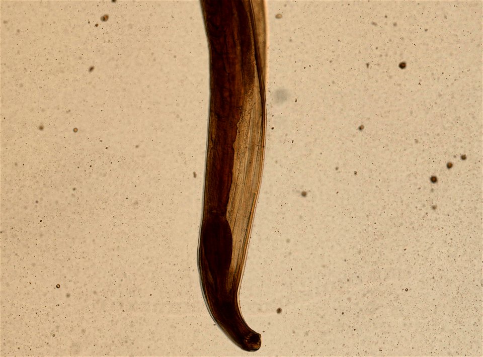 PRESERVED_SPECIMEN; MALE; ; microslide; ; IZ number 95220; lot count 1; Microslide 01, balsam, whole mount; male; other number N-24:III-4;