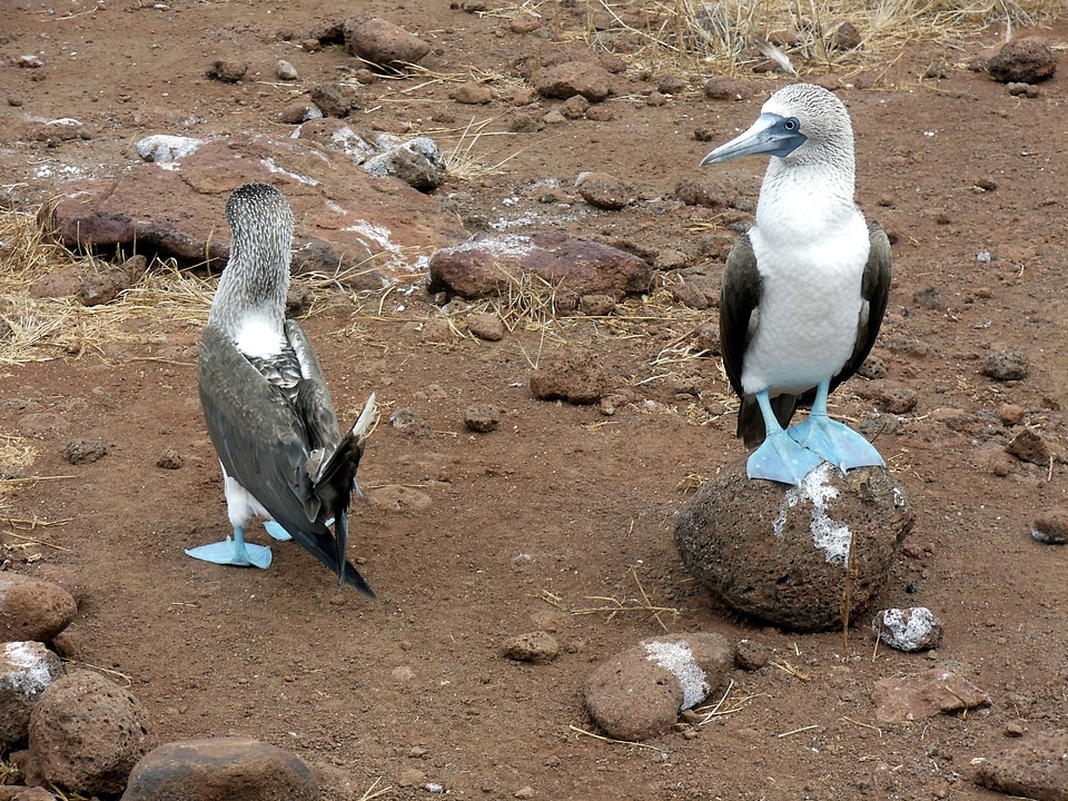 Footed boobie galapagos