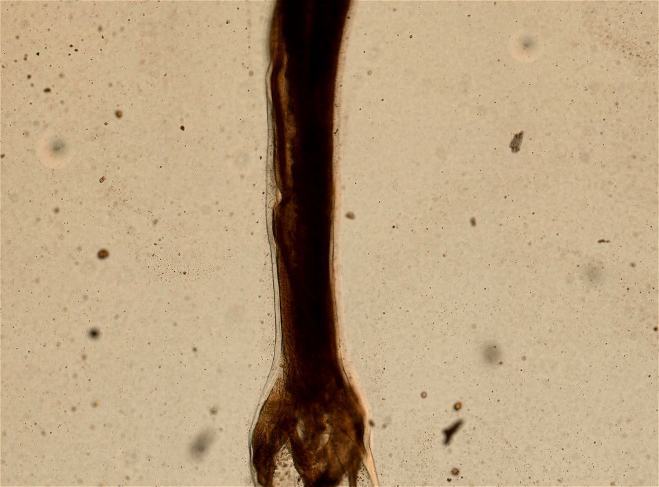 PRESERVED_SPECIMEN; MALE; ; microslide; ; IZ number 95243; lot count 1; Microslide 01, balsam, whole mount; male; other number N-1:III-5;