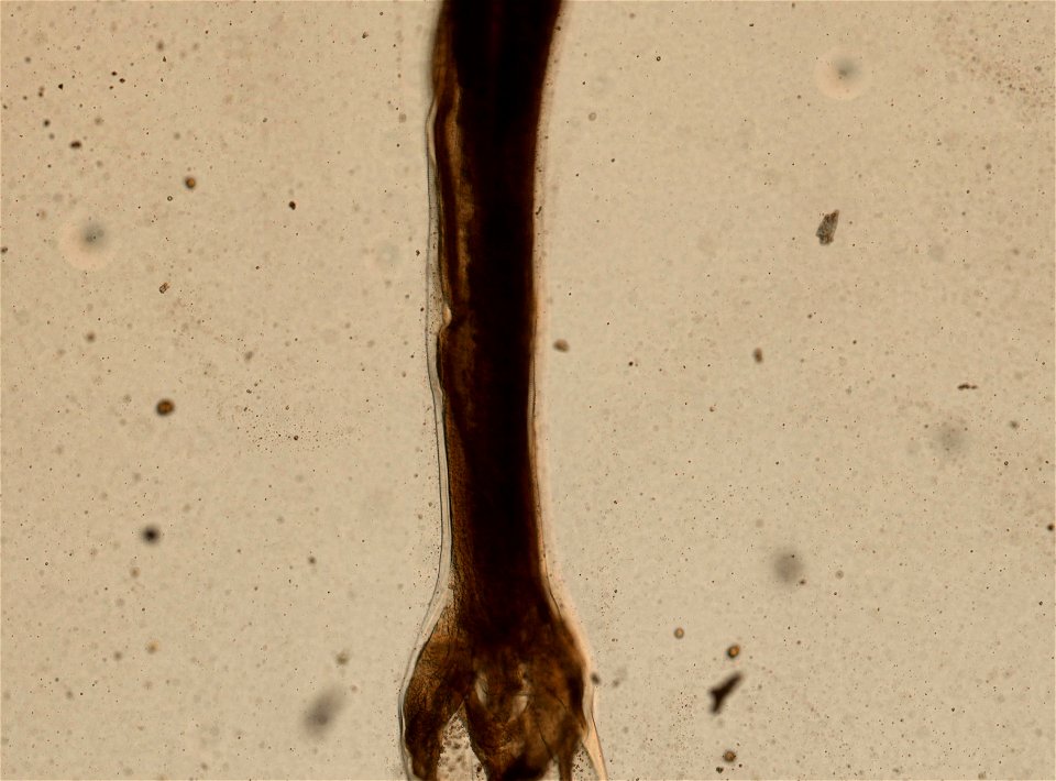 PRESERVED_SPECIMEN; MALE; ; microslide; ; IZ number 95243; lot count 1; Microslide 01, balsam, whole mount; male; other number N-1:III-5; photo