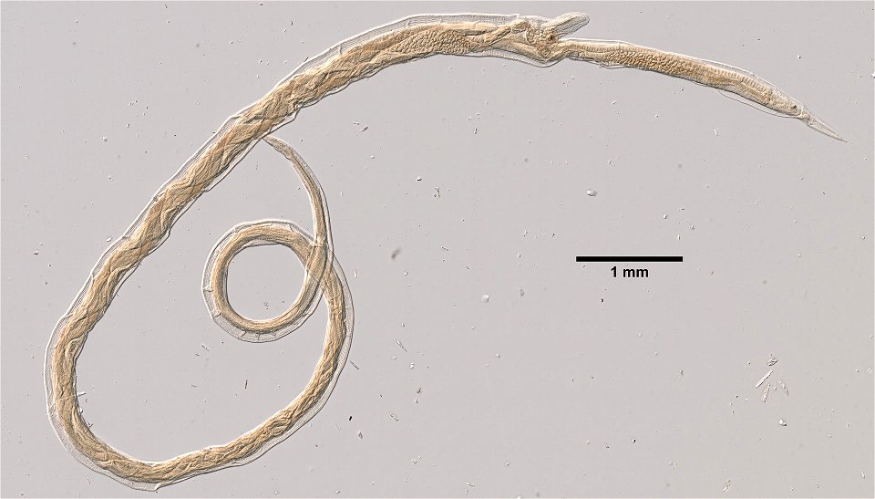 PRESERVED_SPECIMEN; ; ; microslide; ; IZ number 101908; lot count 1; Microslide 01, balsam, whole mount; photo