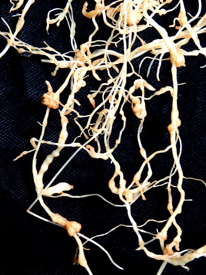 Meloidogyne incognita on Solanum lycopersicum photo