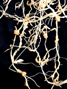 Meloidogyne incognita on Solanum lycopersicum