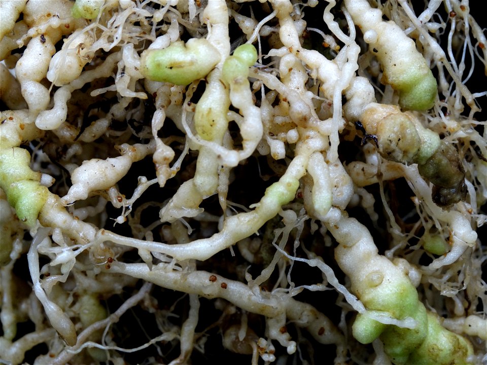 Meloidogyne incognita on Solanum lycopersicum. Symptom: Galling of roots. Note the brown-colored egg masses at root surface. Image: 11 weeks after infection, plant grown at 23 C under continuous, cool photo
