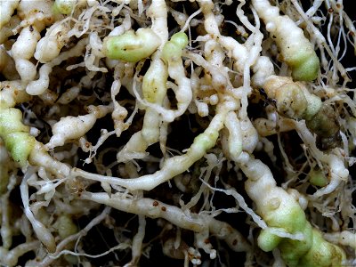 Meloidogyne incognita on Solanum lycopersicum. Symptom: Galling of roots. Note the brown-colored egg masses at root surface. Image: 11 weeks after infection, plant grown at 23 C under continuous, cool photo