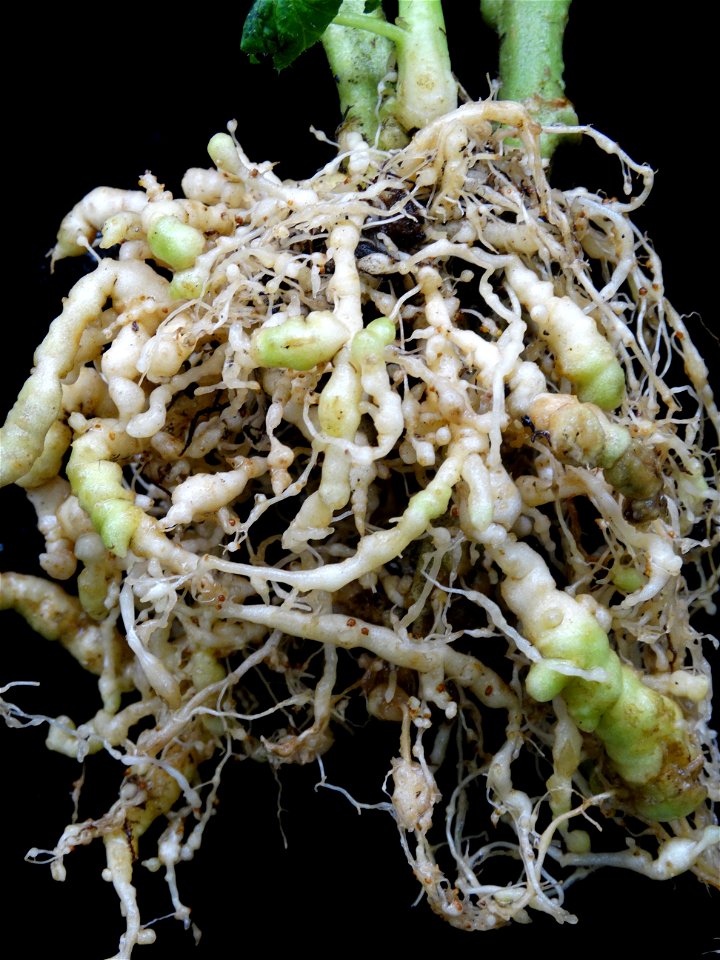 Meloidogyne incognita on Solanum lycopersicum. Symptome: Galling of roots. Note the brown-colored egg masses at root surface. Image: 11 weeks after infection, plant grown at 23 C under continuous, coo photo