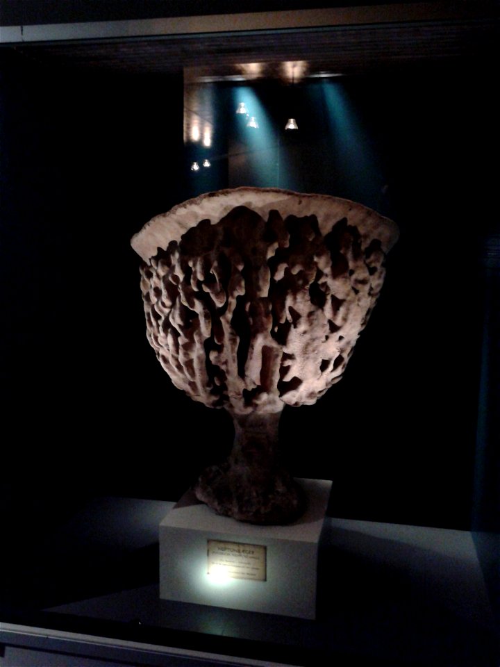 Photograph of a specimen of Neptune's Cup.