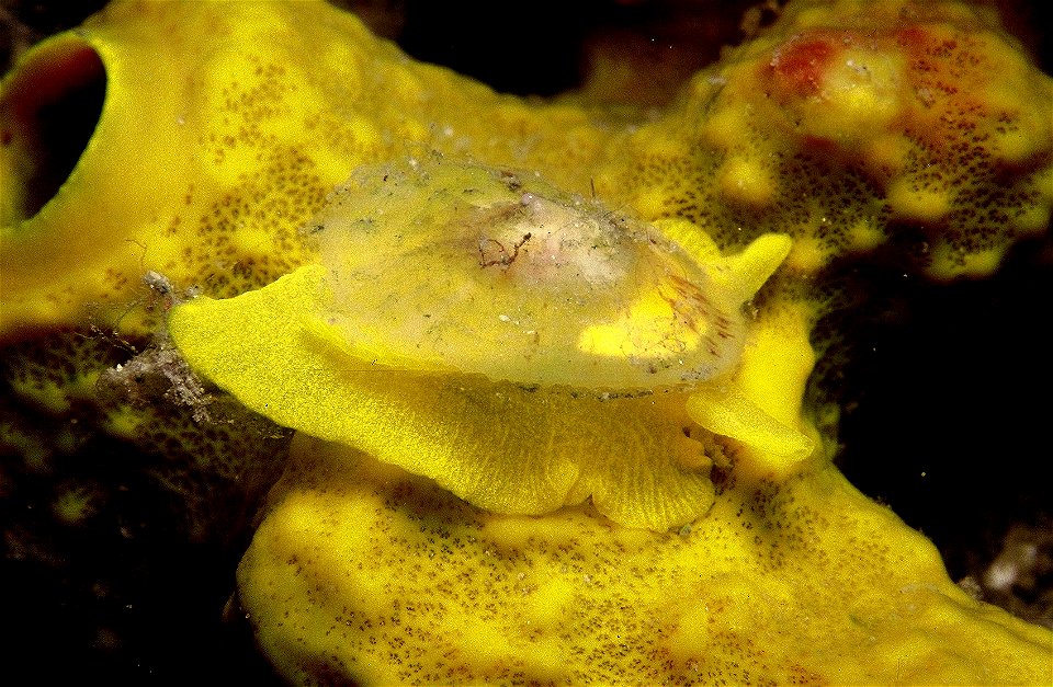 juvénile de Tylodina perversa sur le spongiaire Aplysina aerophoba qui est sa seule nourriture avec Aplysina cavernicola (Vacelet, 1959) - obs. pers..
Le mollusque est homochrome avec sa proie, en vie