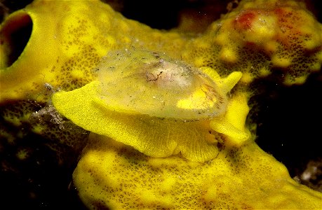 juvénile de Tylodina perversa sur le spongiaire Aplysina aerophoba qui est sa seule nourriture avec Aplysina cavernicola (Vacelet, 1959) - obs. pers..
Le mollusque est homochrome avec sa proie, en vie