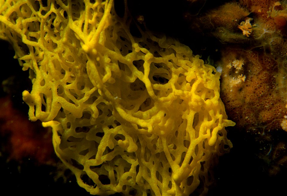 Clathrina clatrhus (Schmidt, 1864) - Banyuls-sur-Mer : 08/1985