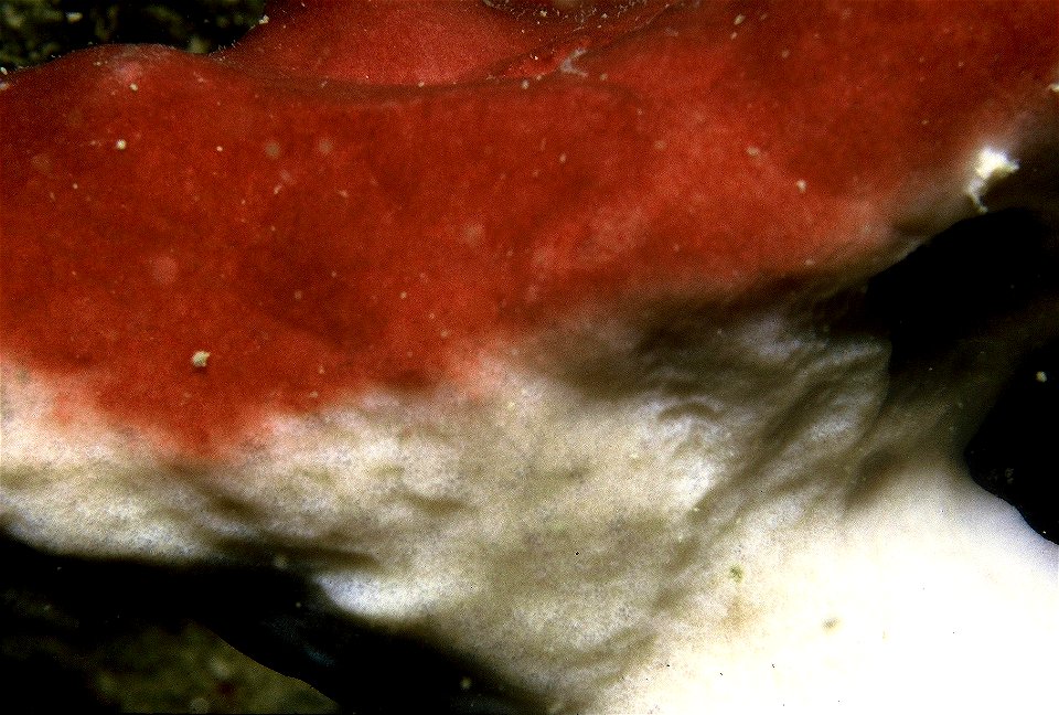 Petrosia ficiformis (Poiret, 1798) - Banyuls-sur-Mer : 08/1985