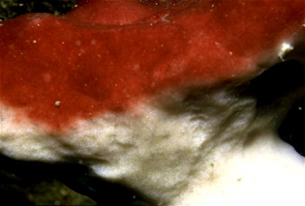 Petrosia ficiformis (Poiret, 1798) - Banyuls-sur-Mer : 08/1985