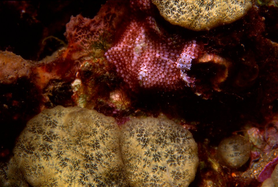 Cliona viridis (Schmidt, 1862) - Banyuls-sur-Mer : 07/89