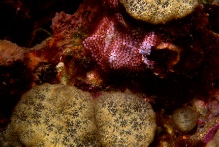 Cliona viridis (Schmidt, 1862) - Banyuls-sur-Mer : 07/89