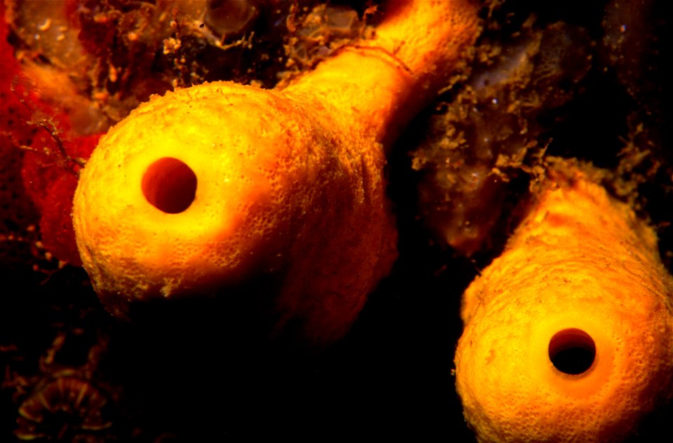 Aplysina cavernicola (Vacelet, 1959) - Banyuls-sur-Mer : 07/1988