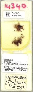 This photograph is of a preserved specimen of Dysidea etheria from the Naturalis Biodiversity Center. photo