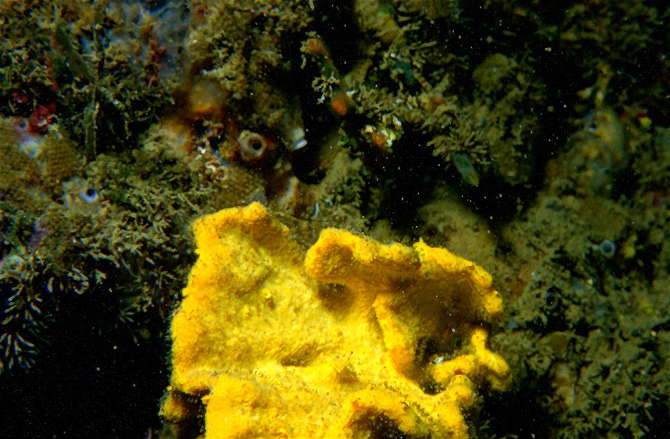 Axinella damicornis (Esper, 1794) - Banyuls-sur-Mer : 08/1985