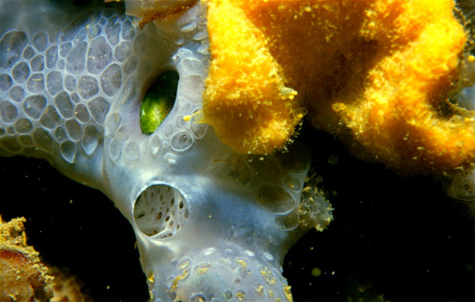 Phorbas tenacior (Topsent, 1925), Axinella damicornis (Esper, 1794) - Banyuls-sur-Mer : 08/1984