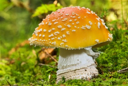 The fly agaric (Amanita muscaria) is one of the best known poisonous fungi. The specimen in the picture measures about 115 mm in height and has not fully opened up yet. photo