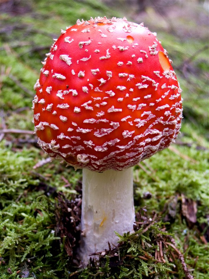 Image of an Amanita muscaria specimen, photographed in southern Sweden. Created by David Remahl, 2005-09-20, 11:31 CEST in en:Landvetter, en:Sweden.
Workflow:

The image was taken using a digital Olym