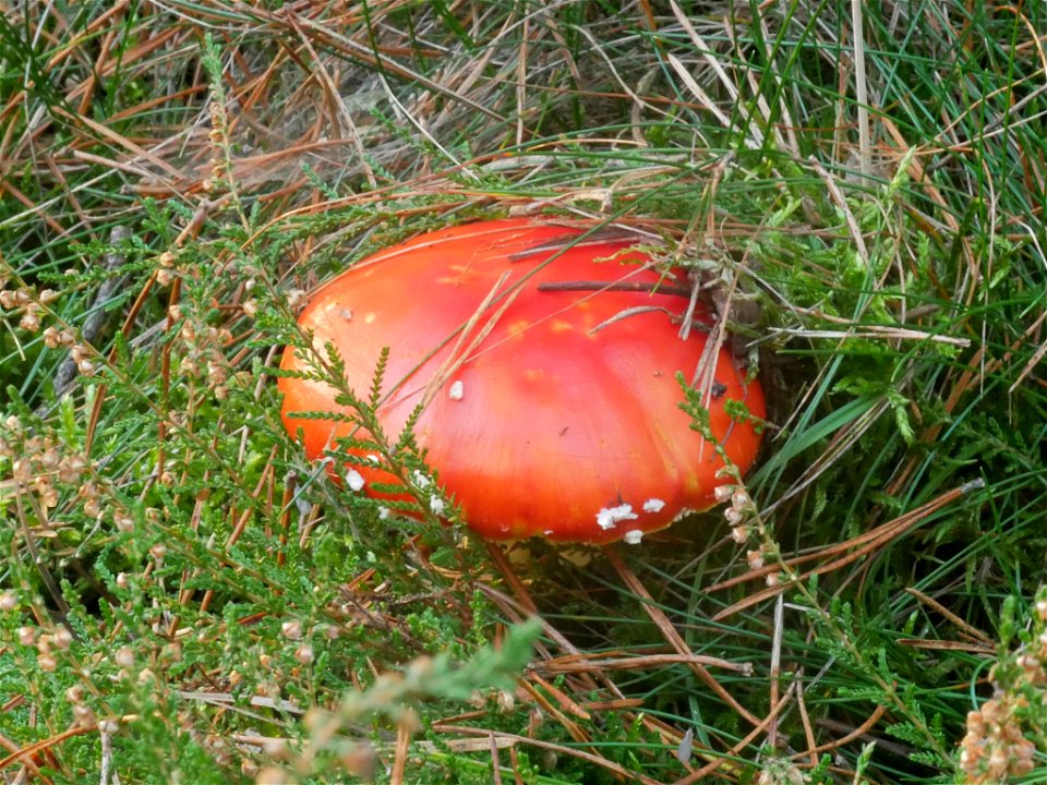 Fly Agaric (Amanita muscaria)