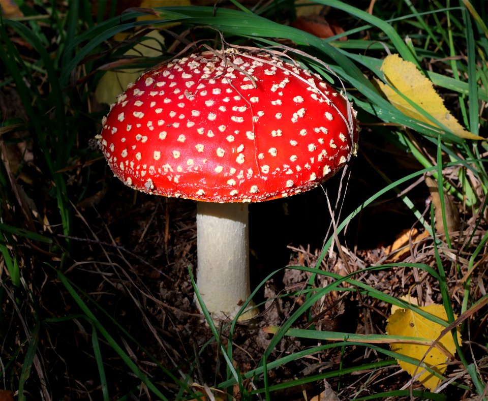 Fly agaric (Amanita muscaria). Ukraine, Vinnytsia Raion