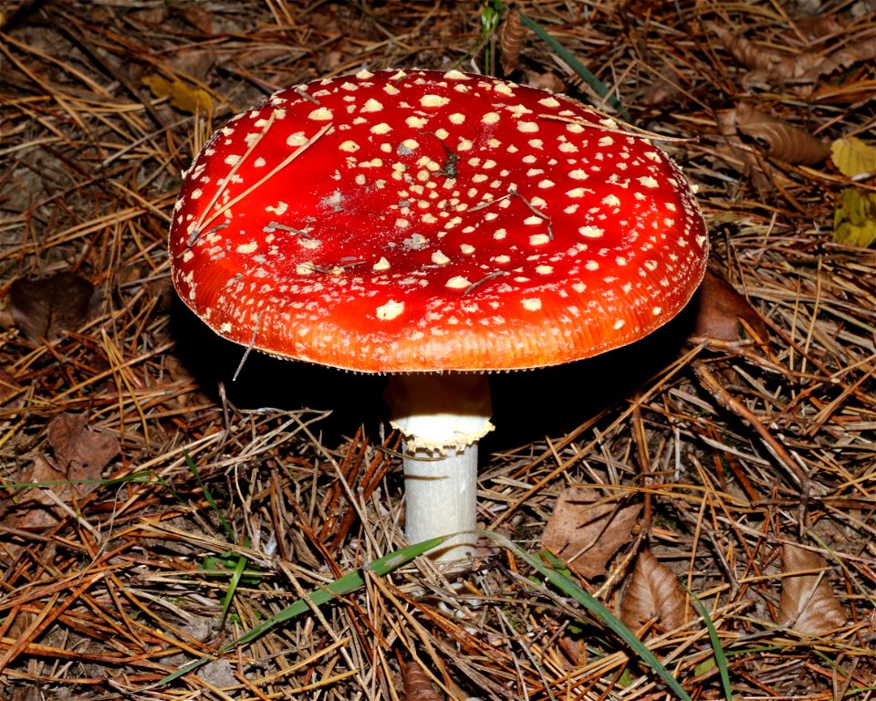 Fly agaric (Amanita muscaria). Ukraine, Vinnytsia Raion