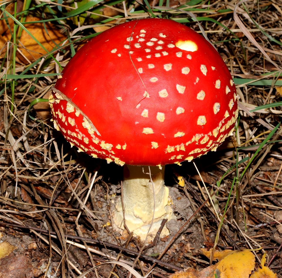 Fly agaric (Amanita muscaria). Ukraine, Vinnytsia Raion