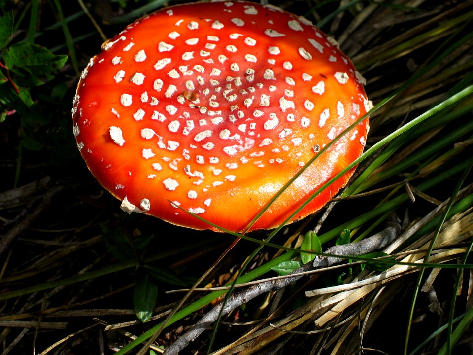 amanita mushroom