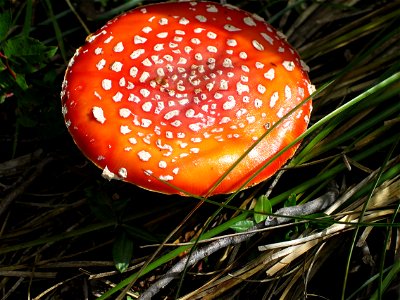 amanita mushroom photo