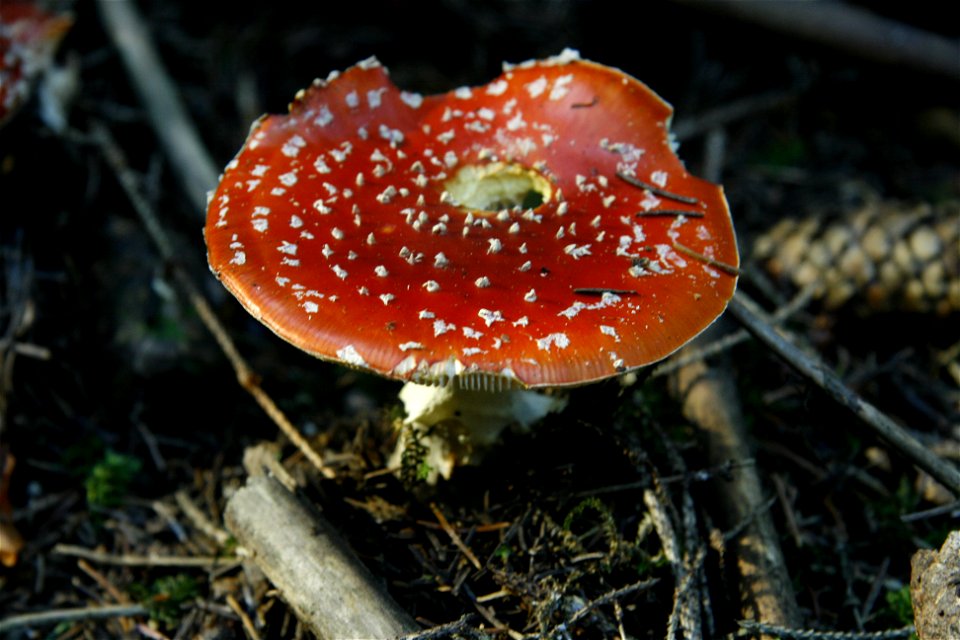 Amanita muscaria Amanite tue mouche, Tré Pellay photo