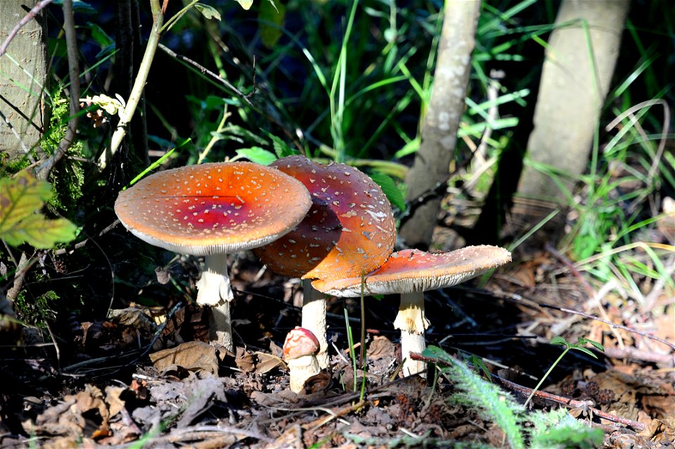 Habitants des bois, les champignons demandent une connaissance approfondie sur leur nature : comestible ou pas !