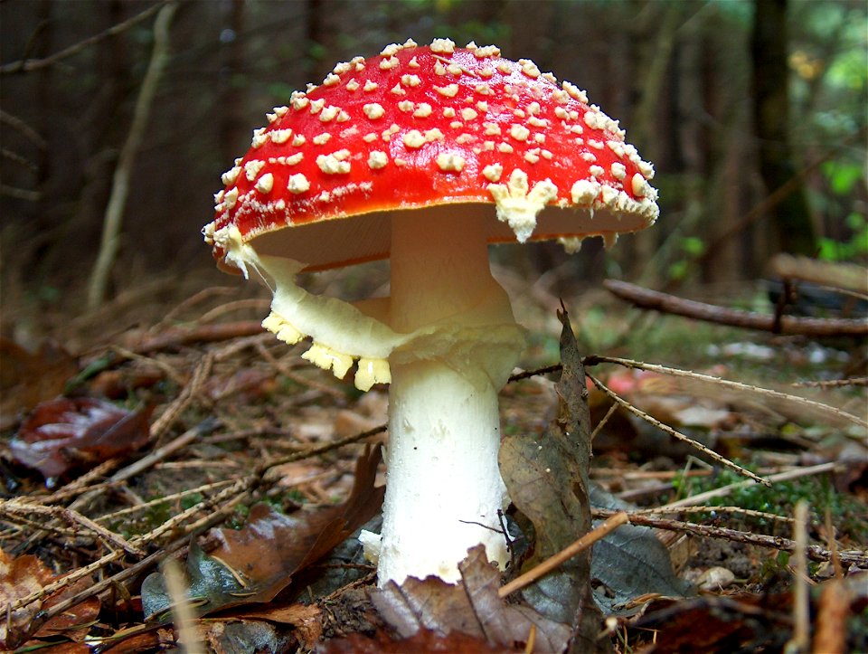 Fliegenpilz (Amanita muscaria)