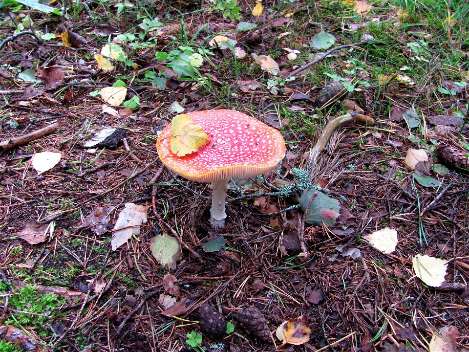Amanita muscaria in Lahemaa rahvuspark, Estonia