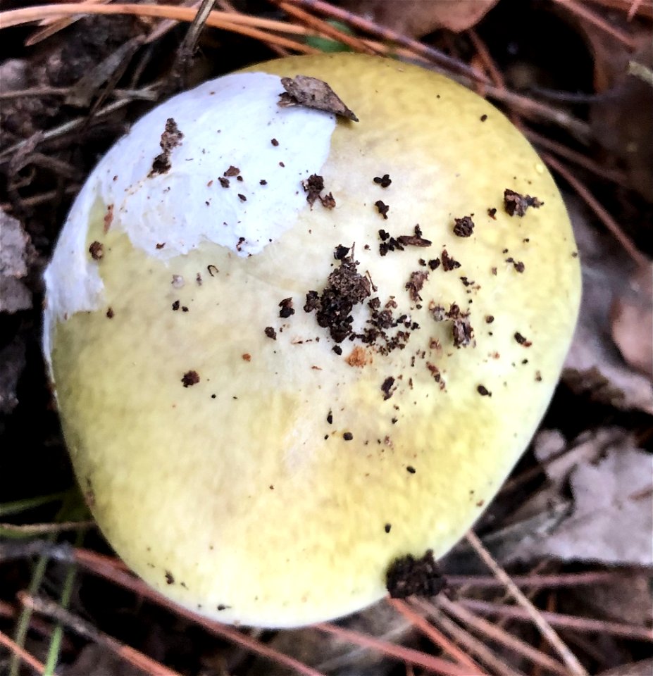 Deathcap (Amanita phalloides)