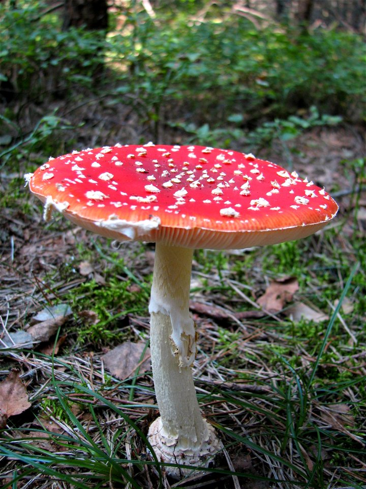 mushroom photo