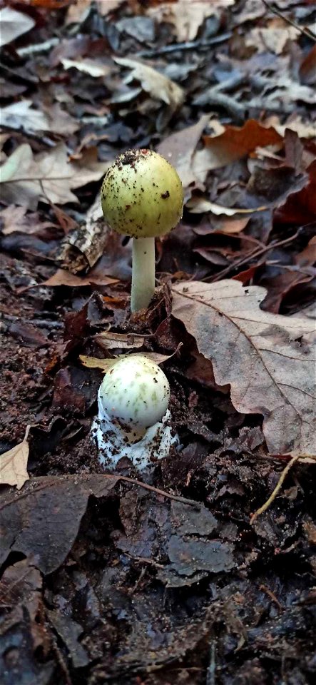 Deathcap (Amanita phalloides)