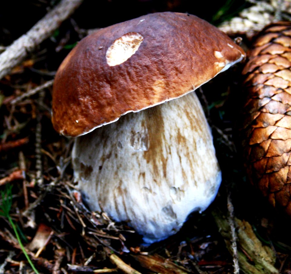 Boletus edulis, found in South Bohemia, Czech Republic