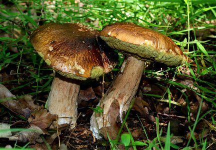 Cep, old fungi. Ukraine, Vinnytsia region photo