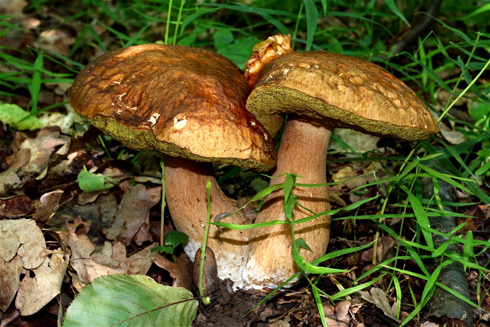 Cep, old fungi. Ukraine, Vinnytsia region photo