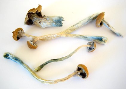 Dried Psilocybe cubensis magic mushrooms.