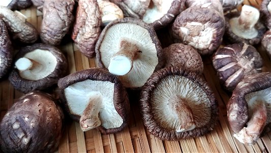 Dried pyogo mushrooms photo