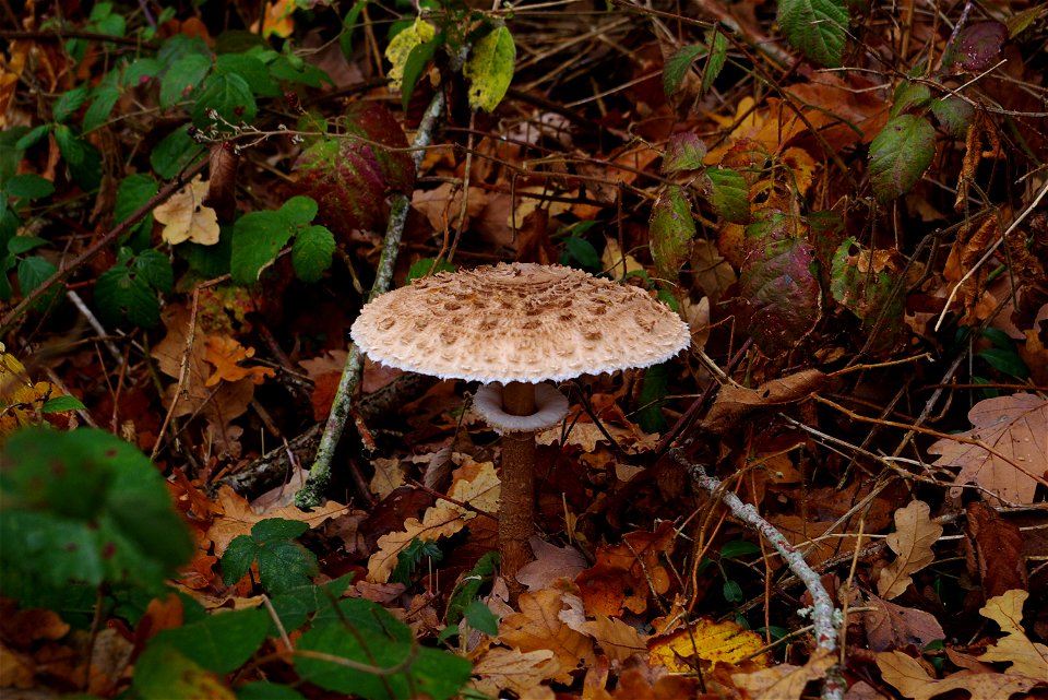 Lépiote en sous-boisLatina:  Macrolepiota procera